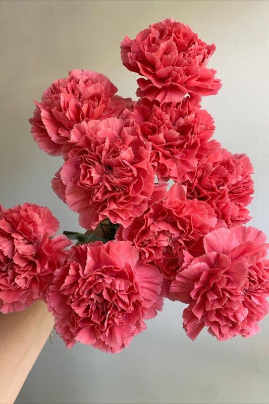 Pink Carnations