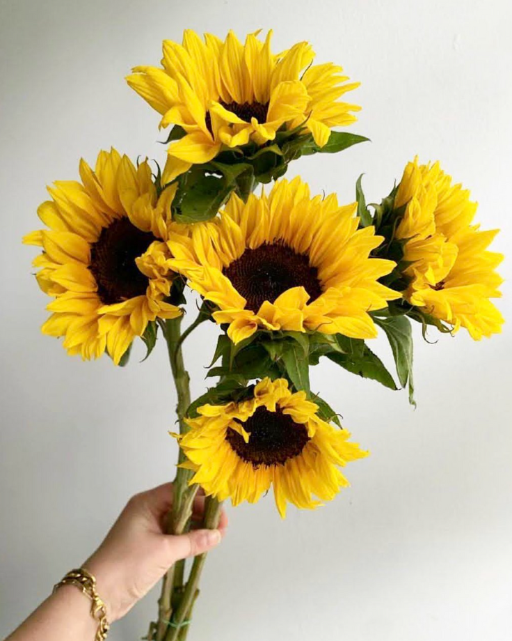 Sunflowers