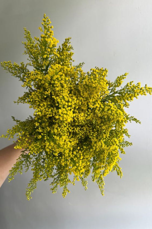 Yellow Solidago