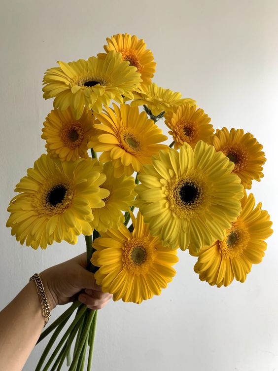 Yellow Gerberas