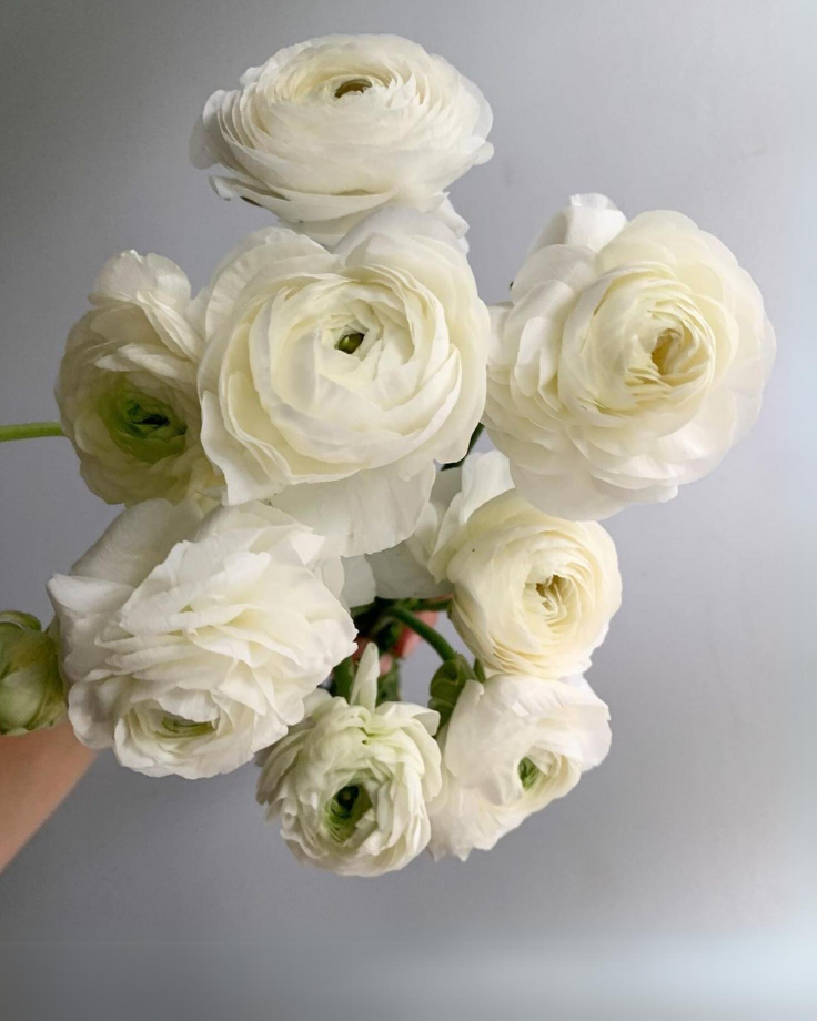 White Rananculus