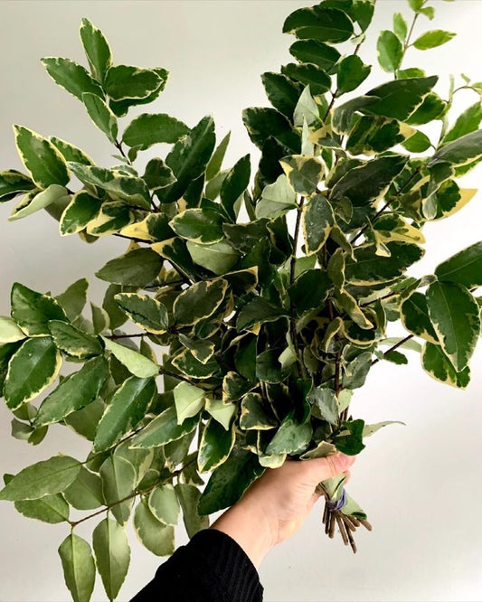 Variegated Ligustrum