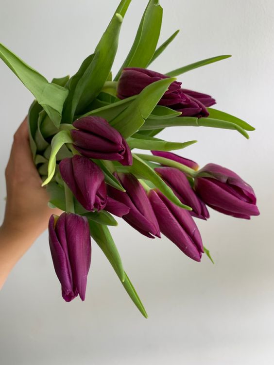 Purple Tulips