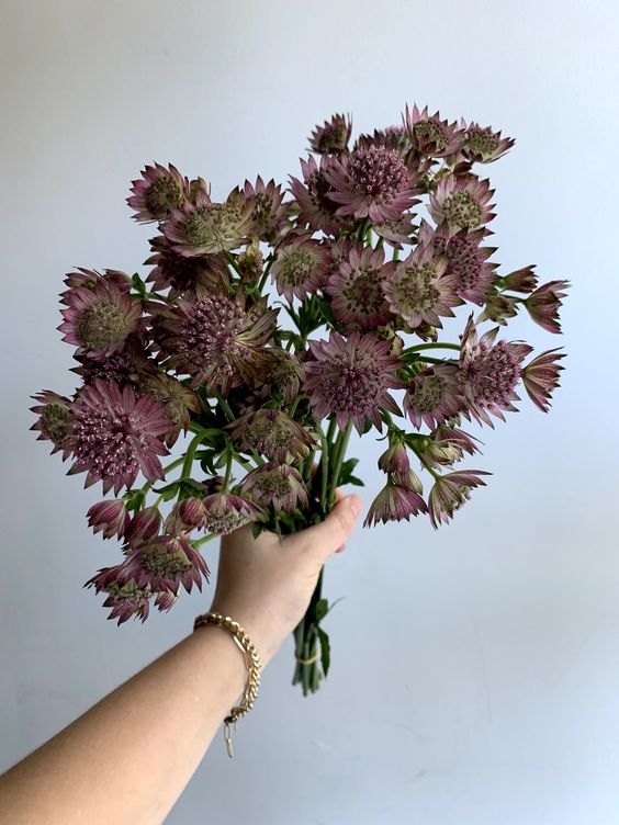 Astrantia