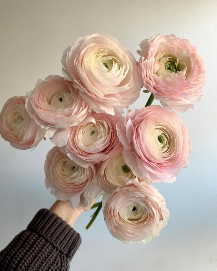 Pink Rananculus