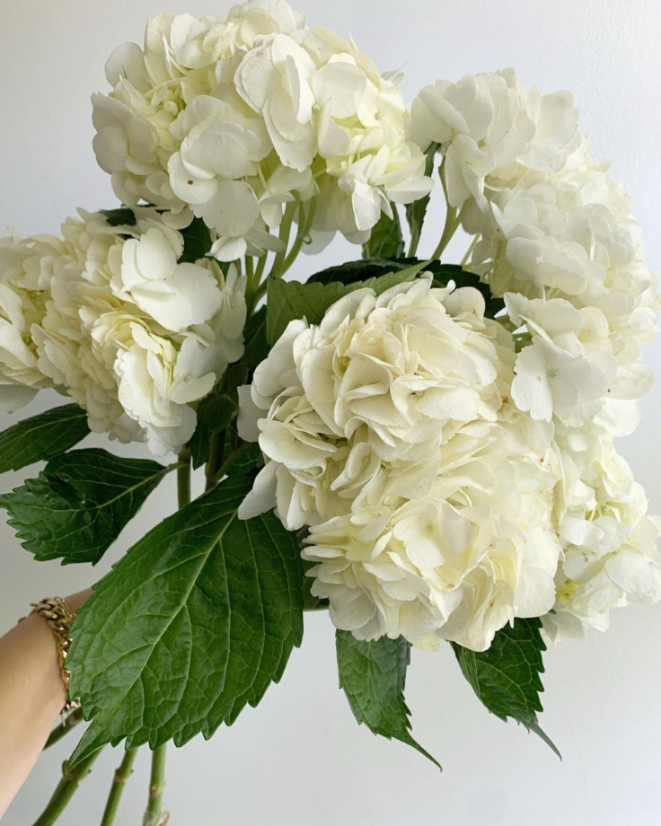 White Hydrangeas