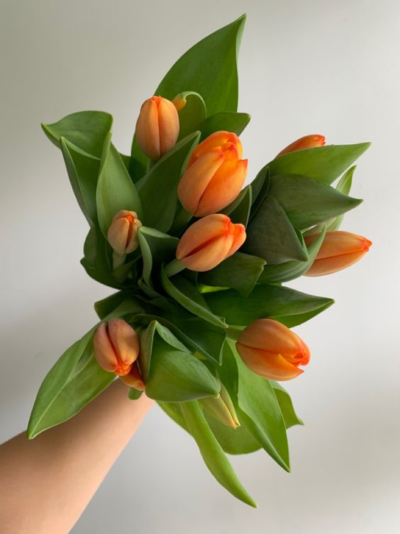 Orange Tulips