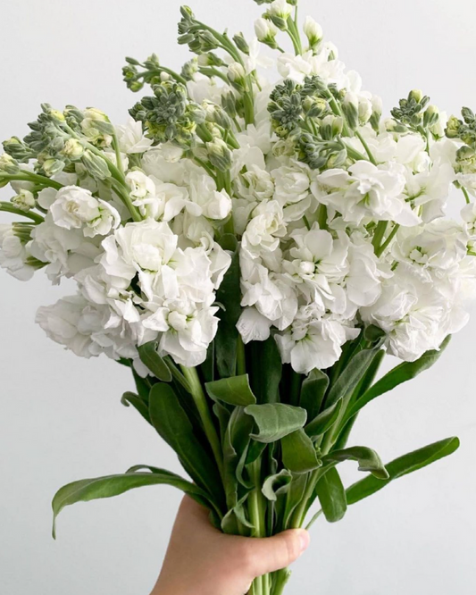White Matiola