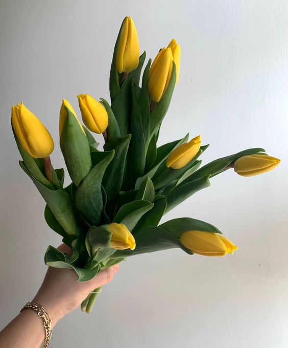 Yellow Tulips