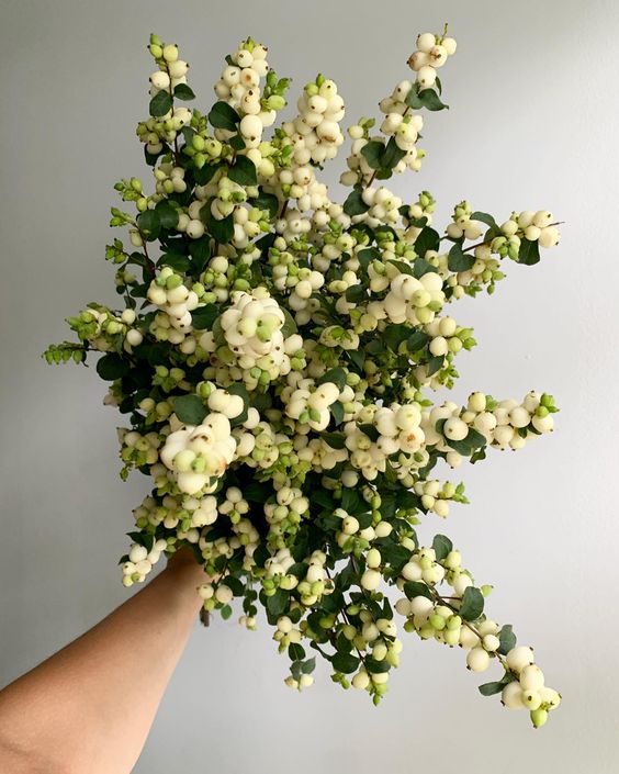 White Snow Berries