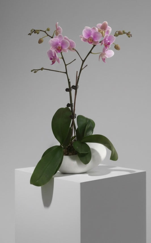 Baby Orchids