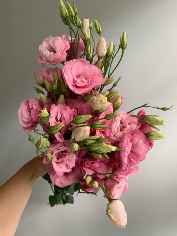 Pink Lisianthus