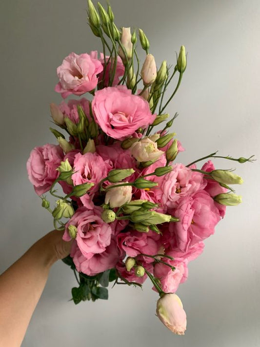 Pink Lisianthus