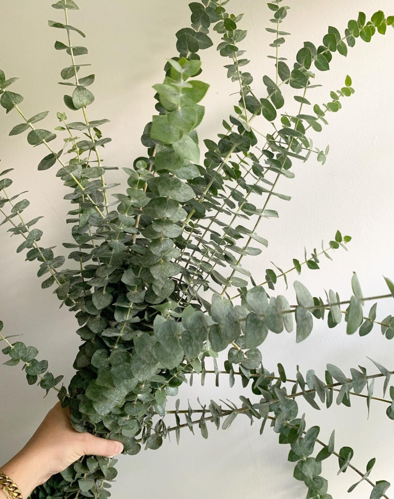 Eucalyptus