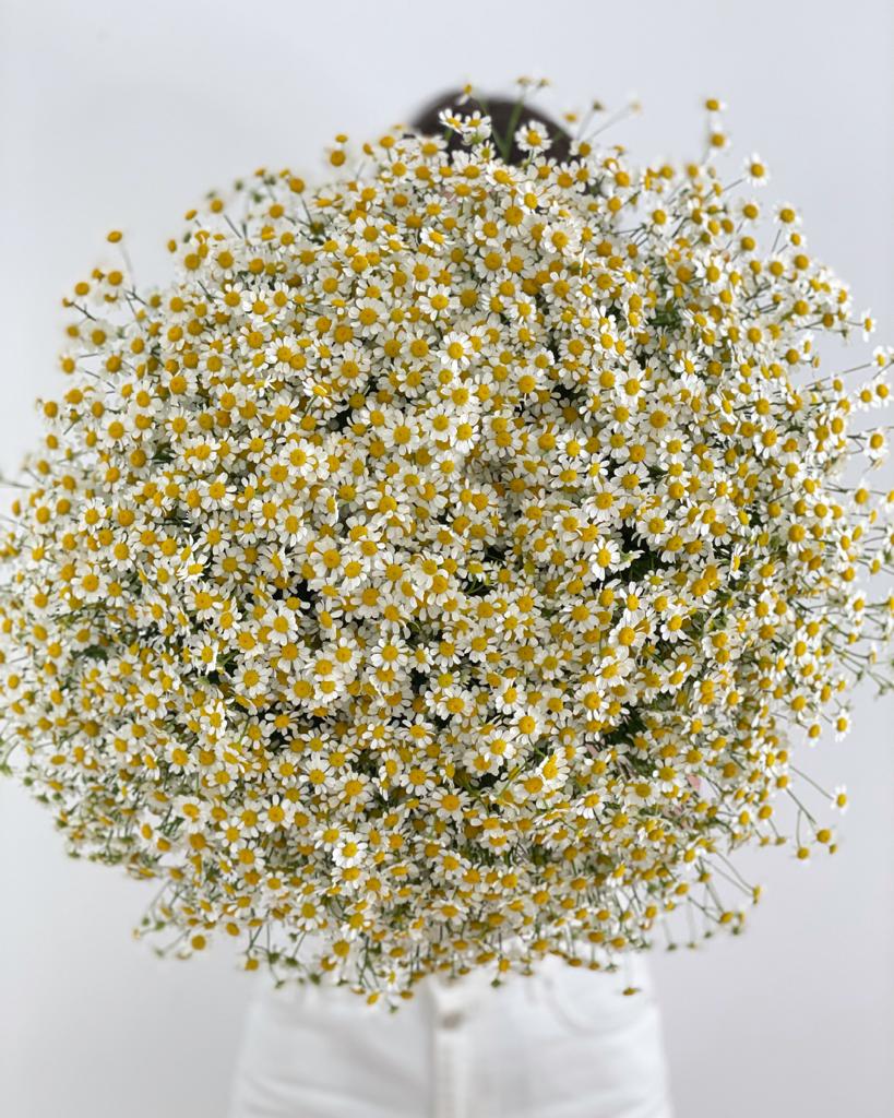 Big bunch of Chamomile Flowers