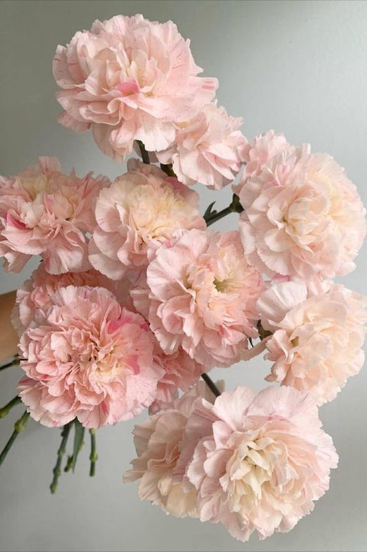 Peach Carnations