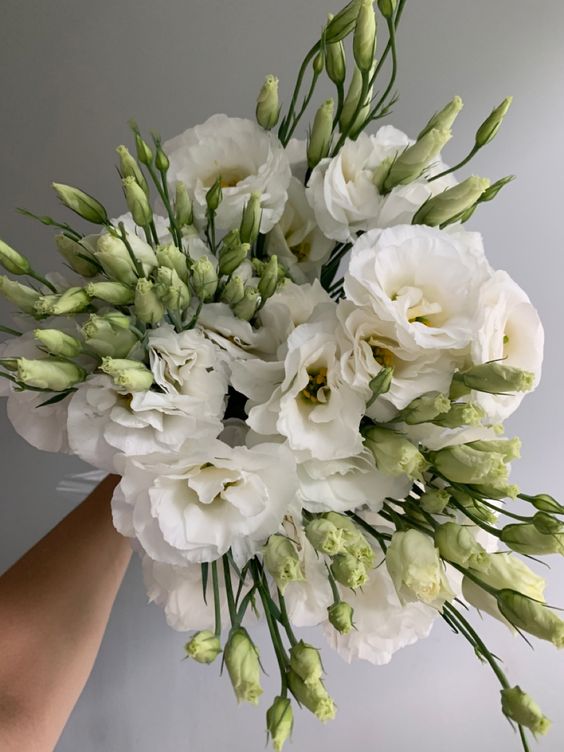 White Lisianthus