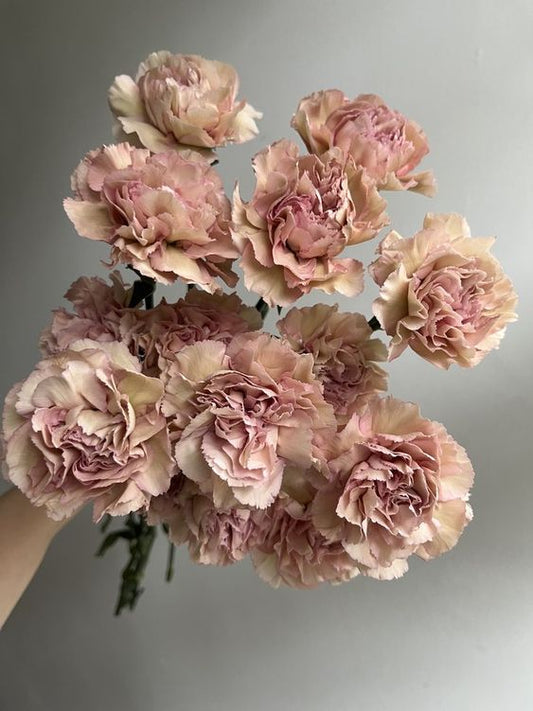 Mocha Carnations