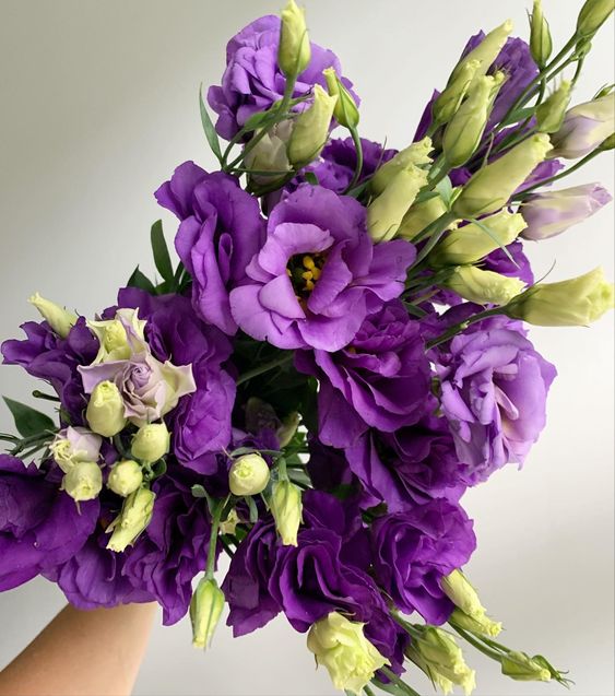 Purple Lisianthus