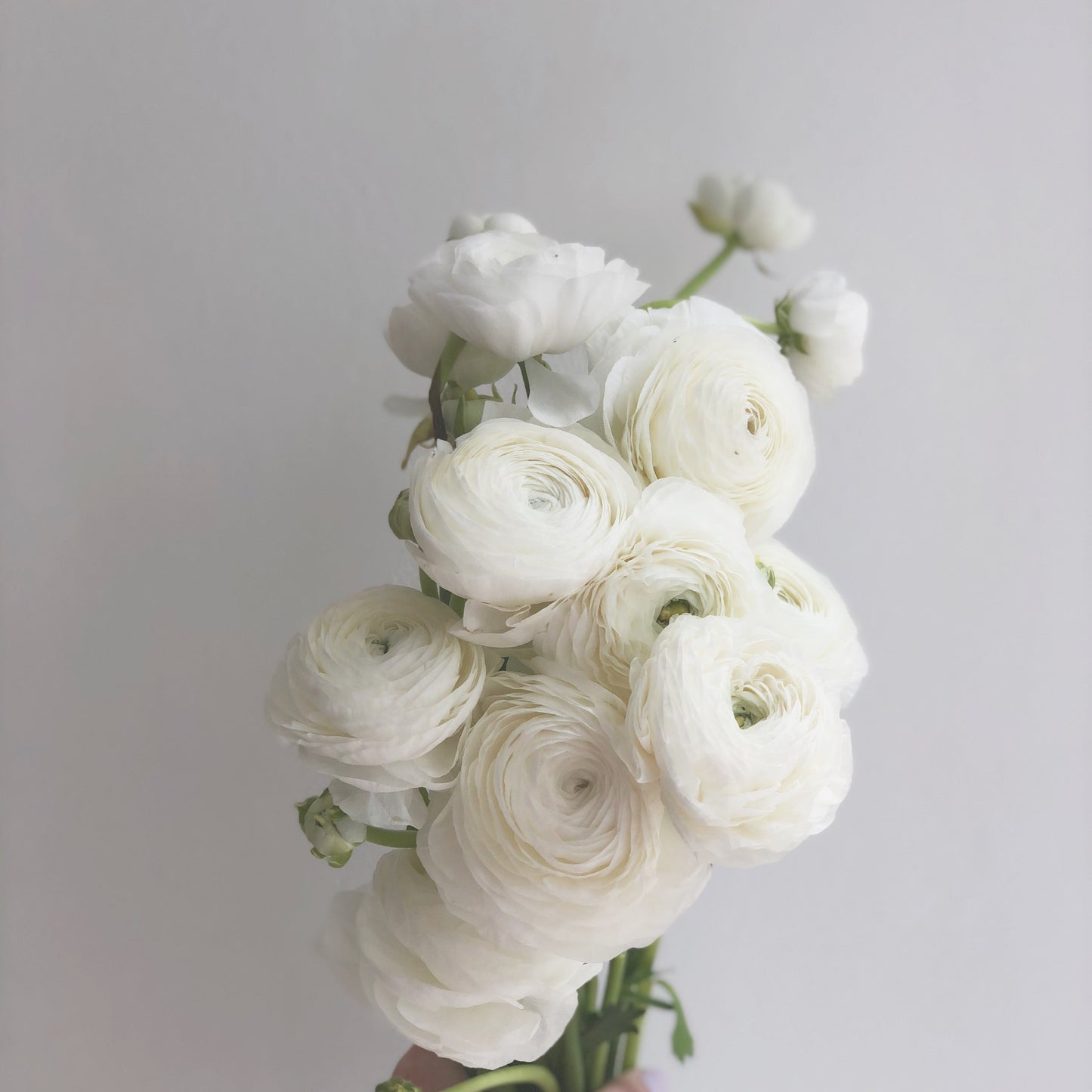 A bunch of white ranunculus 