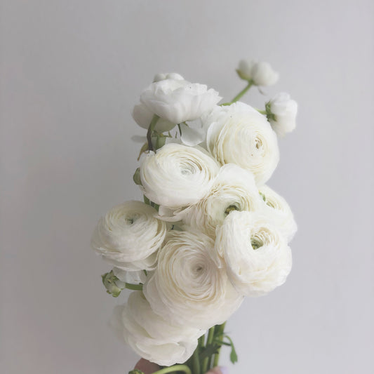 A bunch of white ranunculus 
