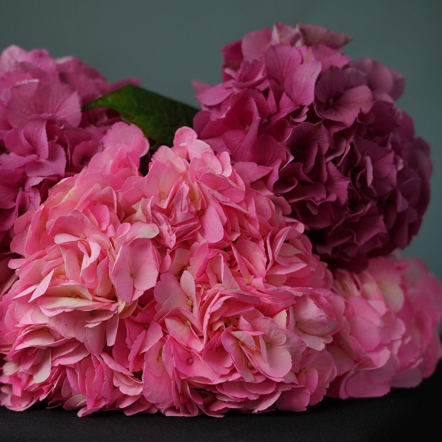 A Bunch of Pink Hydrangeas